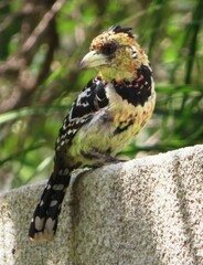 Trachyphonus vaillantii vaillantii