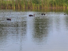 Plectropterus gambensis