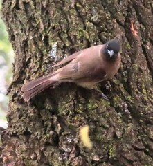 Pycnonotus barbatus layardi