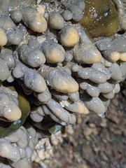 Eudistoma ritteri