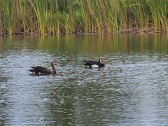 Plectropterus gambensis