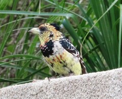 Trachyphonus vaillantii vaillantii