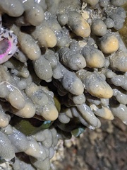Eudistoma ritteri