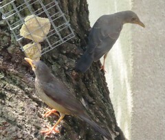 Turdus smithi