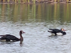 Plectropterus gambensis