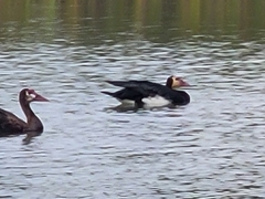 Plectropterus gambensis