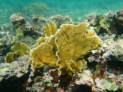 Millepora complanata