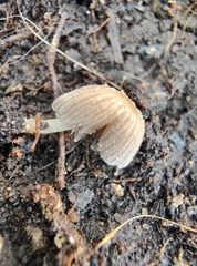 Setulosi