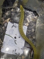 Apodichthys flavidus