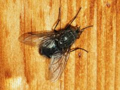 Calliphora vomitoria