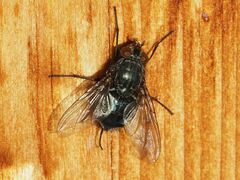 Calliphora vomitoria