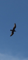 Larus argentatus