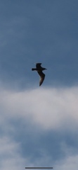 Larus argentatus