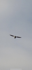Larus argentatus