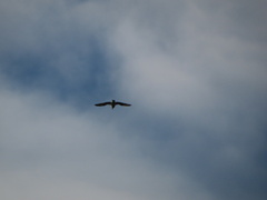 Larus argentatus