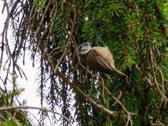 Lophophanes cristatus