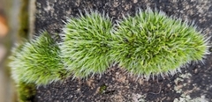 Grimmia