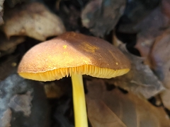 Pluteus romellii