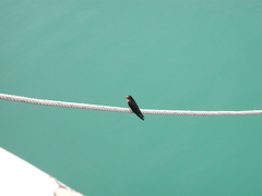 Hirundo