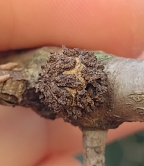 Andricus truncicolus