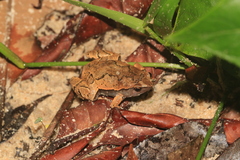 Hamptophryne boliviana