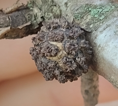 Andricus truncicolus