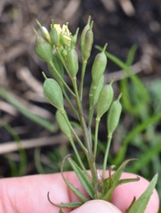 Camelina microcarpa
