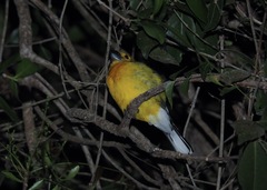Pheucticus chrysogaster