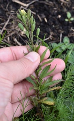 Camelina microcarpa
