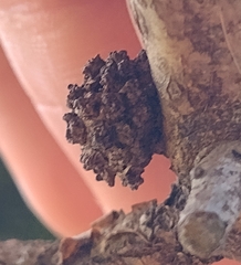 Andricus truncicolus