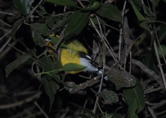 Pheucticus chrysogaster