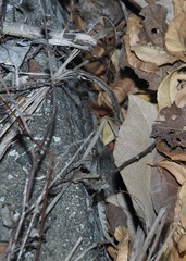 Phyllodactylus reissii