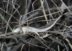 Stenocercus iridescens