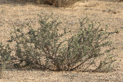 Heliotropium kotschyi