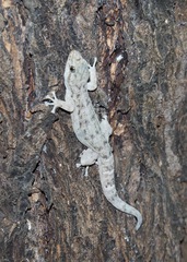 Phyllodactylus reissii