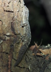 Phyllodactylus reissii