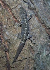 Phyllodactylus reissii
