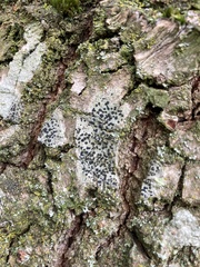 Arthonia radiata