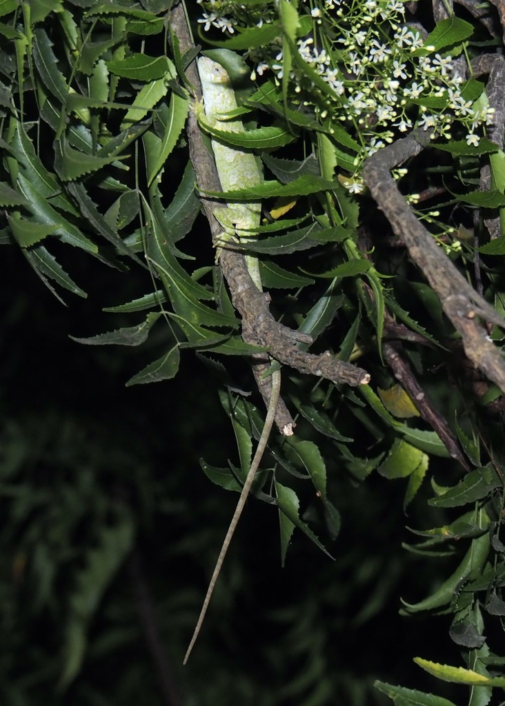 Werner's Bush Anole