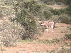 Oryx beisa beisa