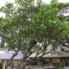 Magnoliopsida