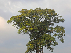 Angiospermae