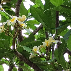 Magnoliopsida