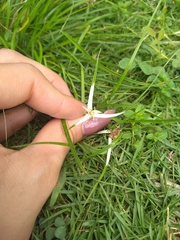 Rhynchospora colorata