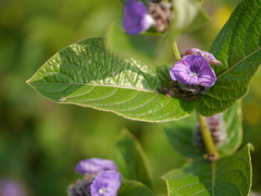 Neuracanthus sphaerostachyus