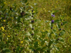 Neuracanthus sphaerostachyus