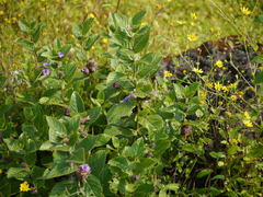 Neuracanthus sphaerostachyus