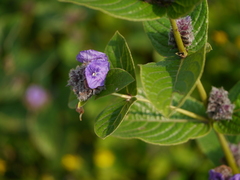 Neuracanthus sphaerostachyus