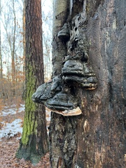 Fomes fomentarius