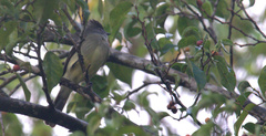 Elaenia flavogaster